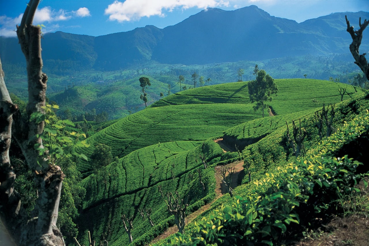 Чайные плантации Цейлона
