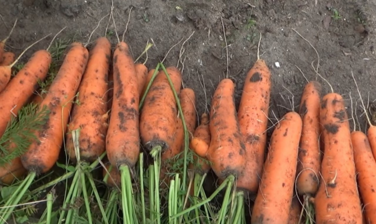 Какую почву любит морковь. Морковь. Морковия. Здравствуйте я морковь. Образ морковки.