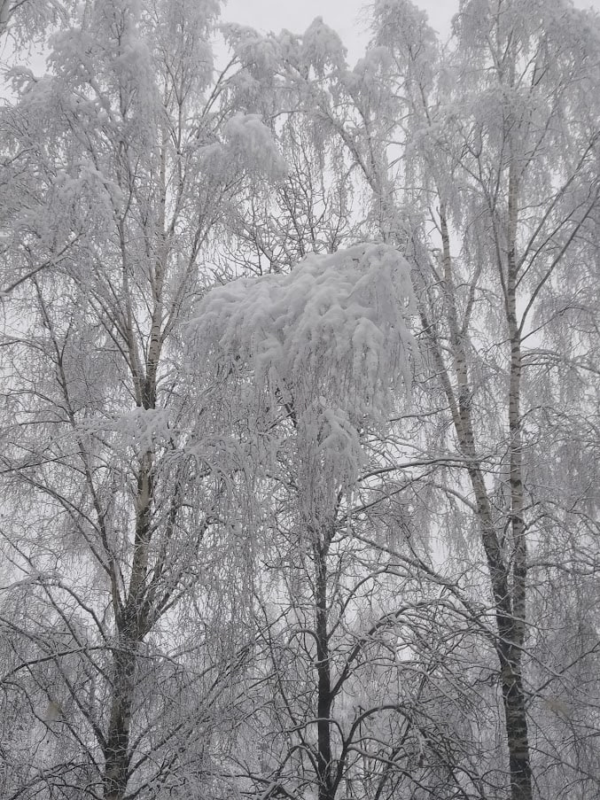 В феврале далеко до весны ибо там. В феврале далеко до весны Бродский. Бушует что зимой.