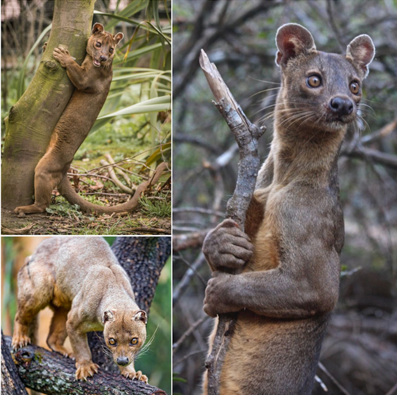 Madagascar Fossa Fox