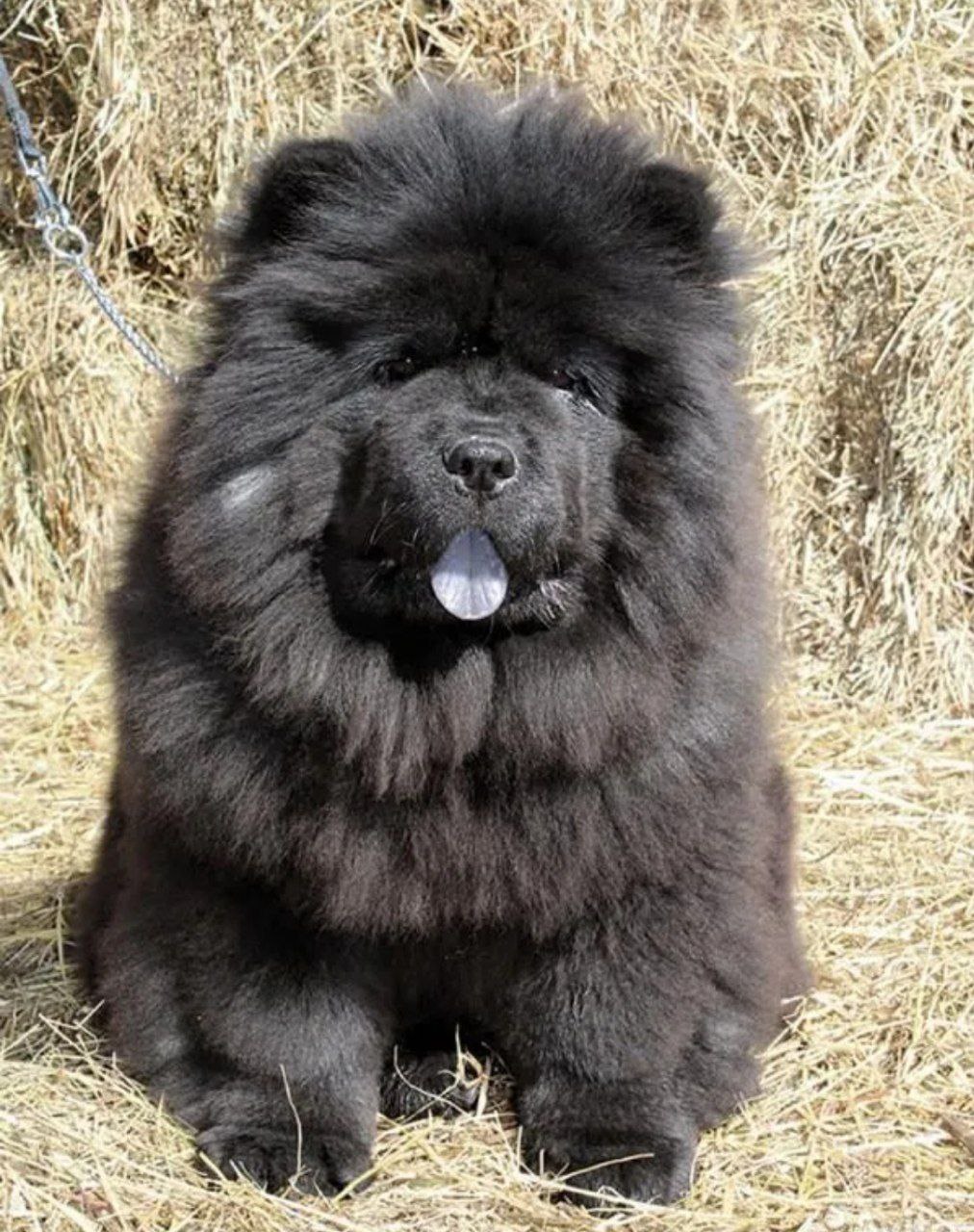 Чау-чау собака черная