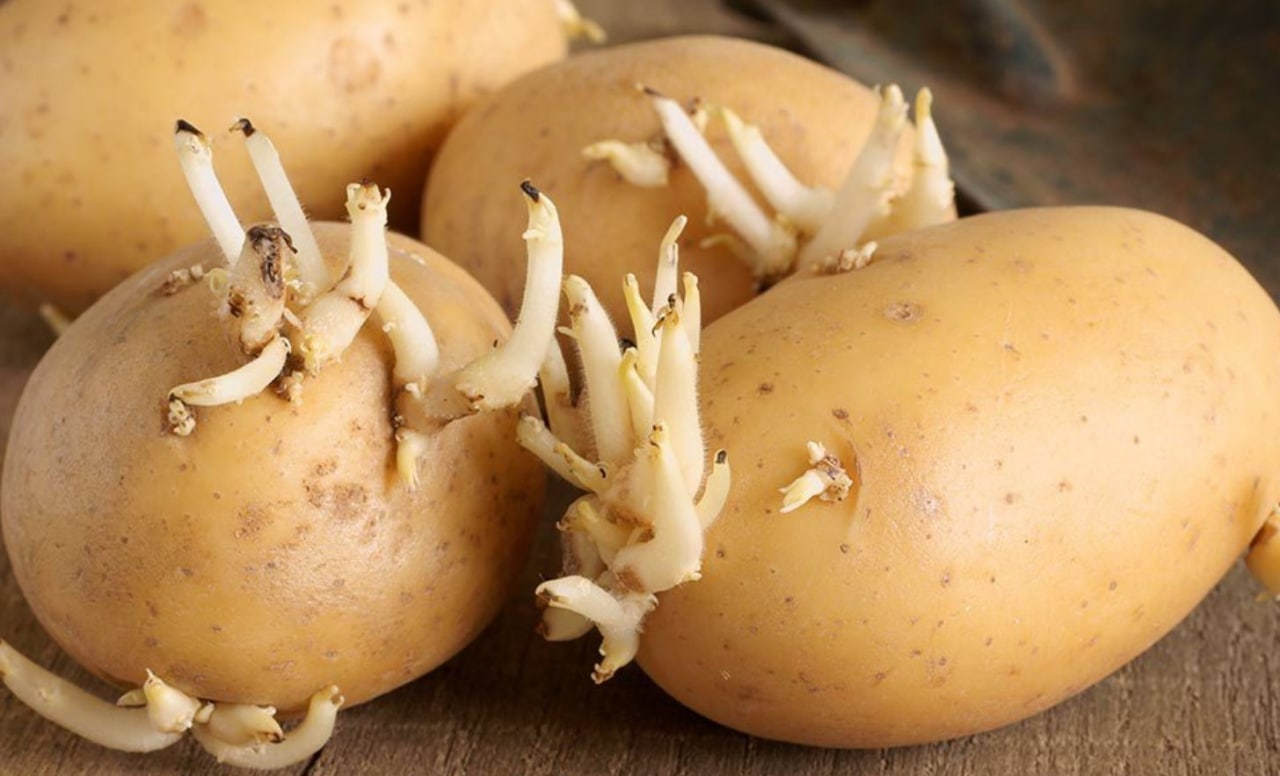 Лечение катаракты ростками картофеля рецепт