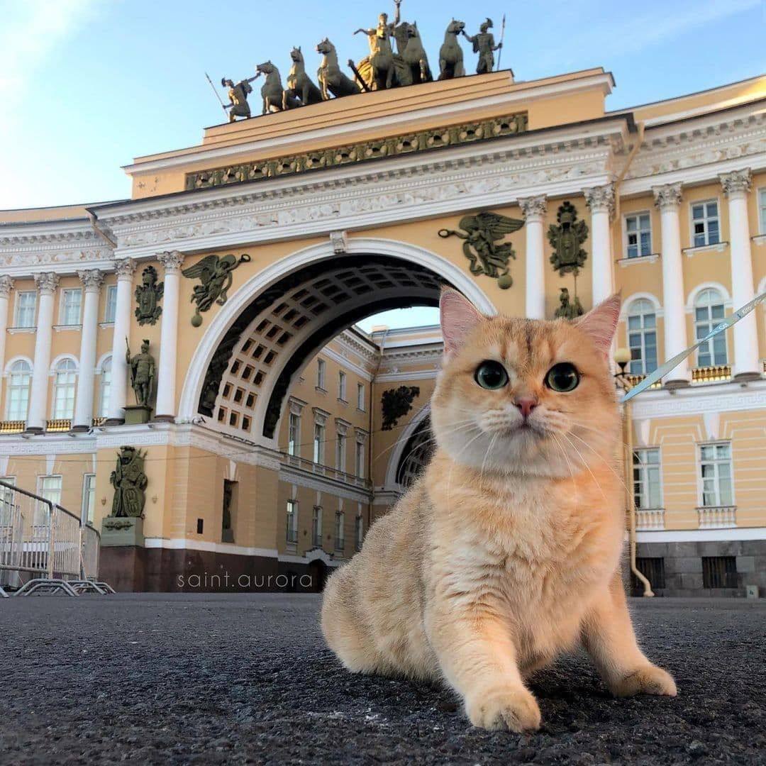 Петербургские котики картинки