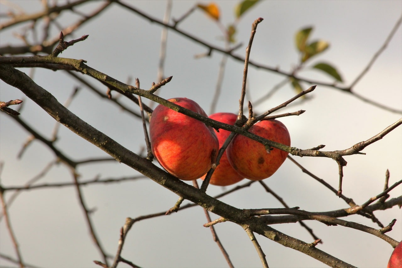 Яблоня поздней осенью