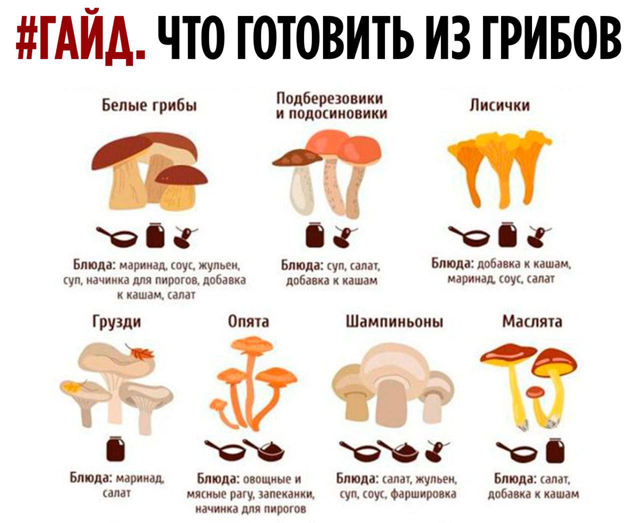 Программа Грибы По Фото