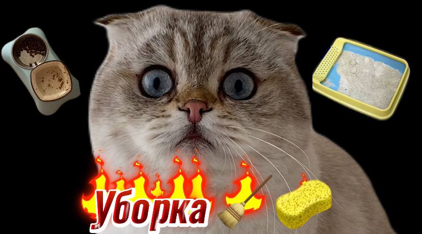 Лелик кот