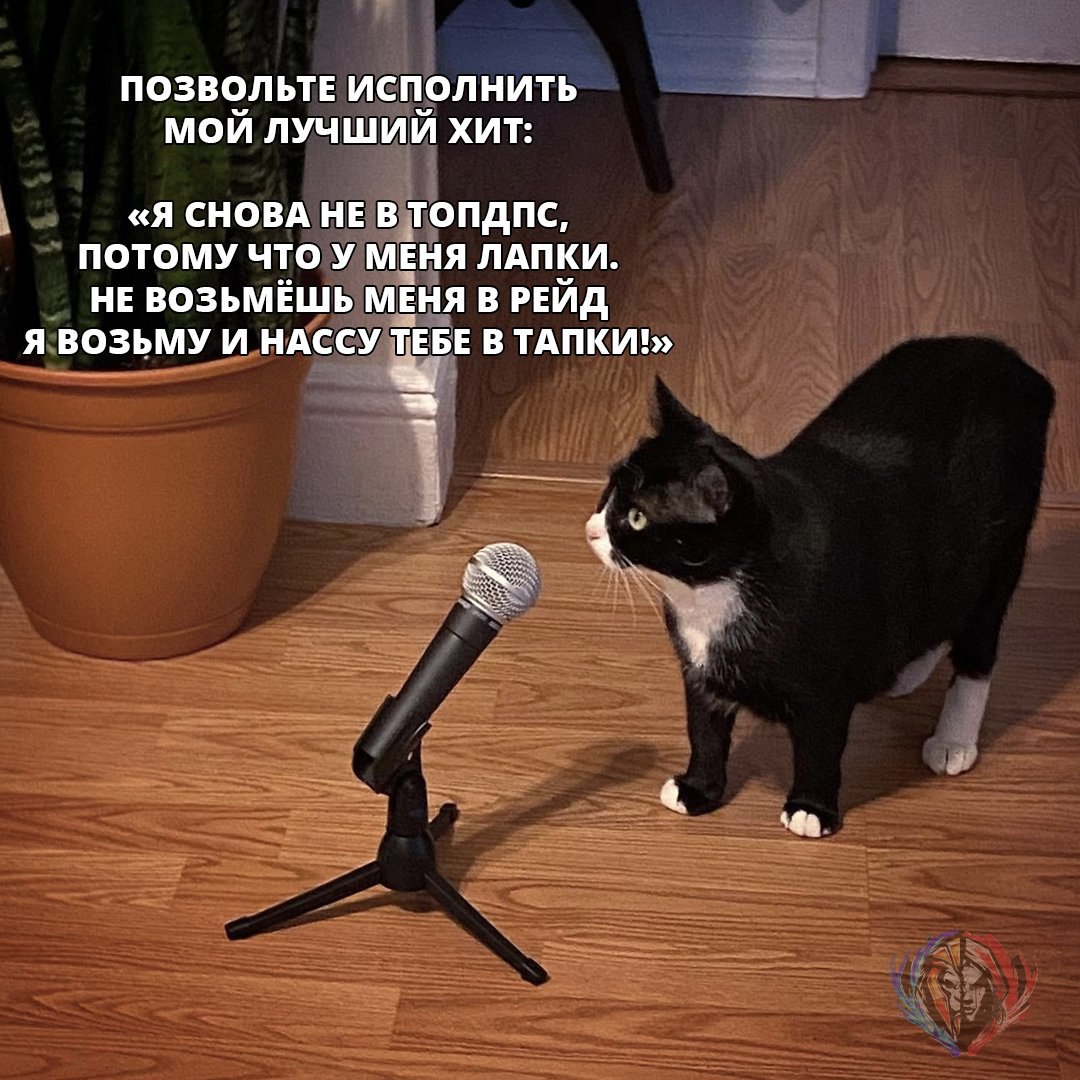 Мой кот