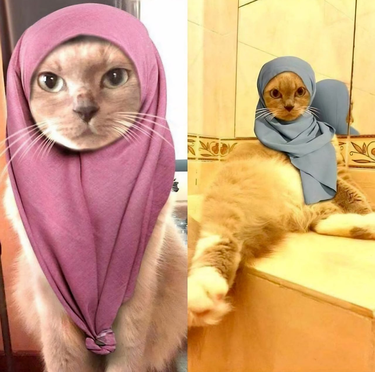 Кот в хиджабе