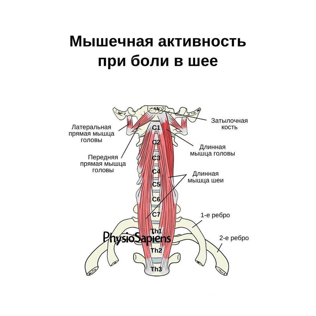 Болят мышцы поясницы что делать