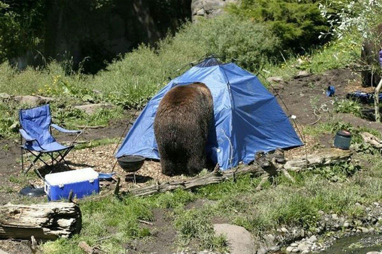 фото медведя перед смертью японца