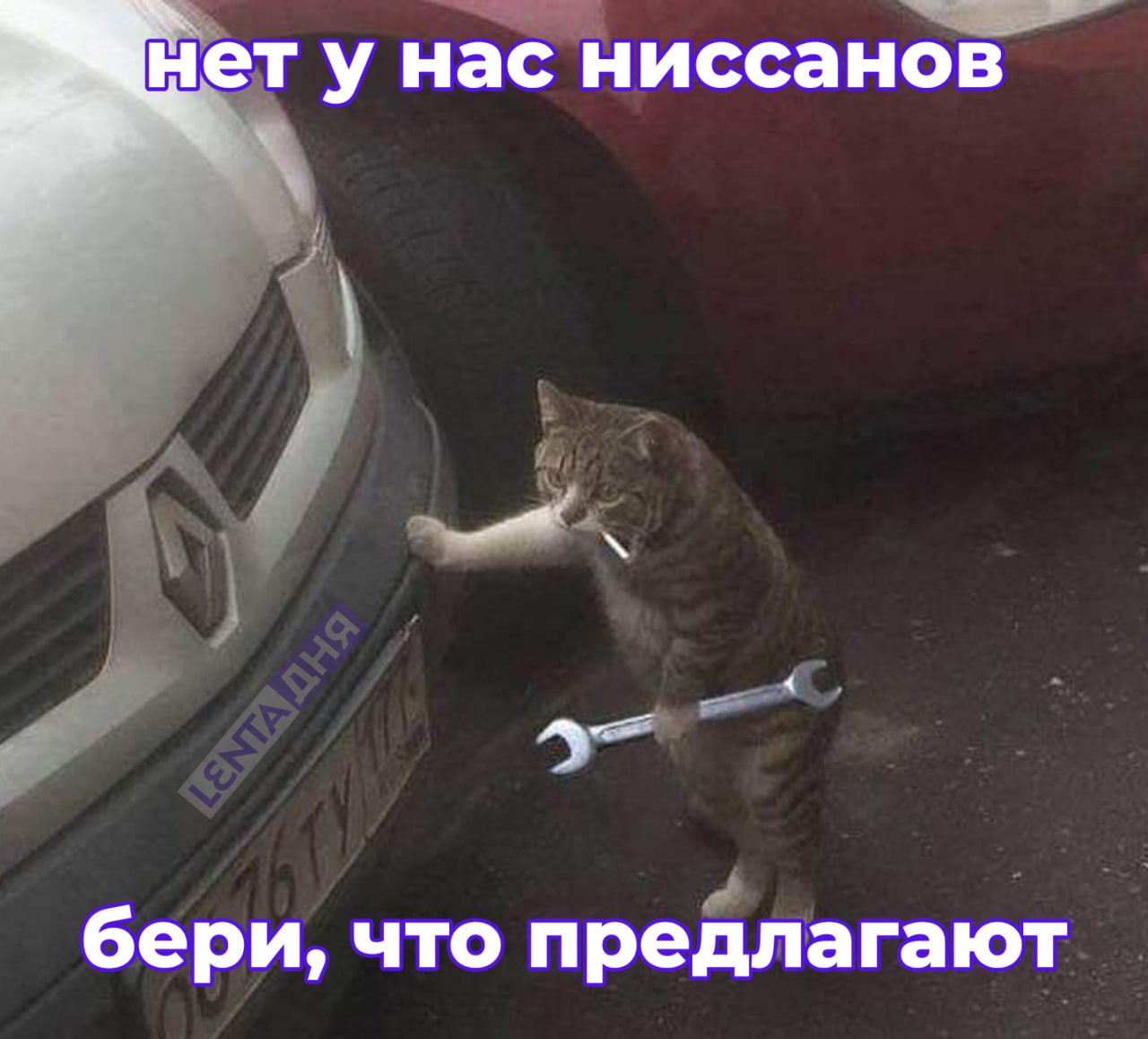 Кот с сигаретой в зубах