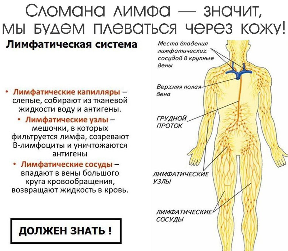 Лимфатические узлы на теле человека схема массажа