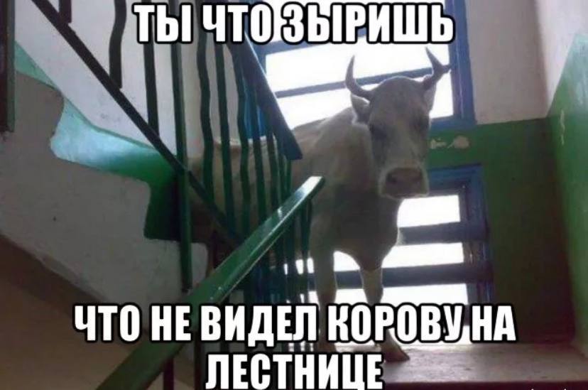 Мем с коровой почему