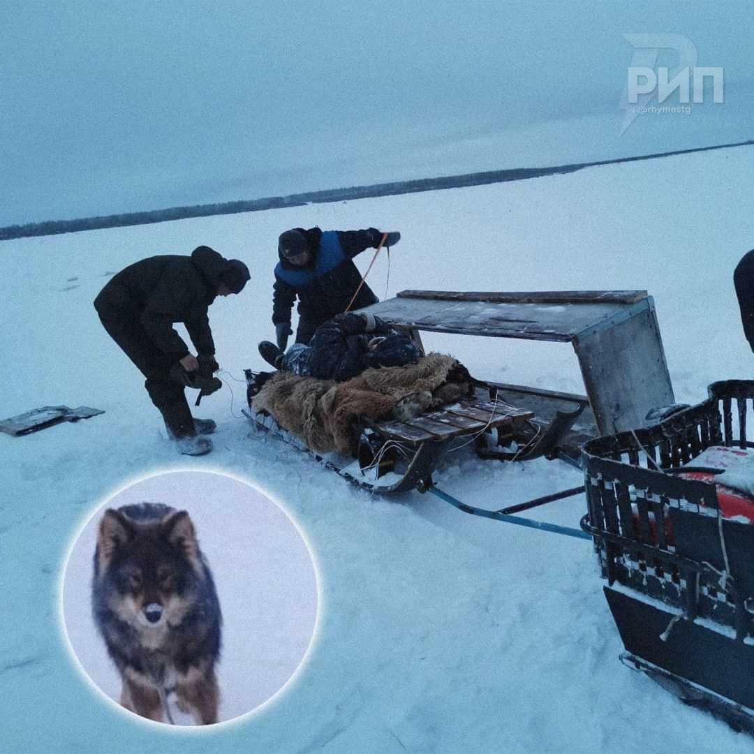 человек собаке друг ❤. 👏 В Якутии собакен <b>спас</b> <b>хозяина</b>, который получил ин...