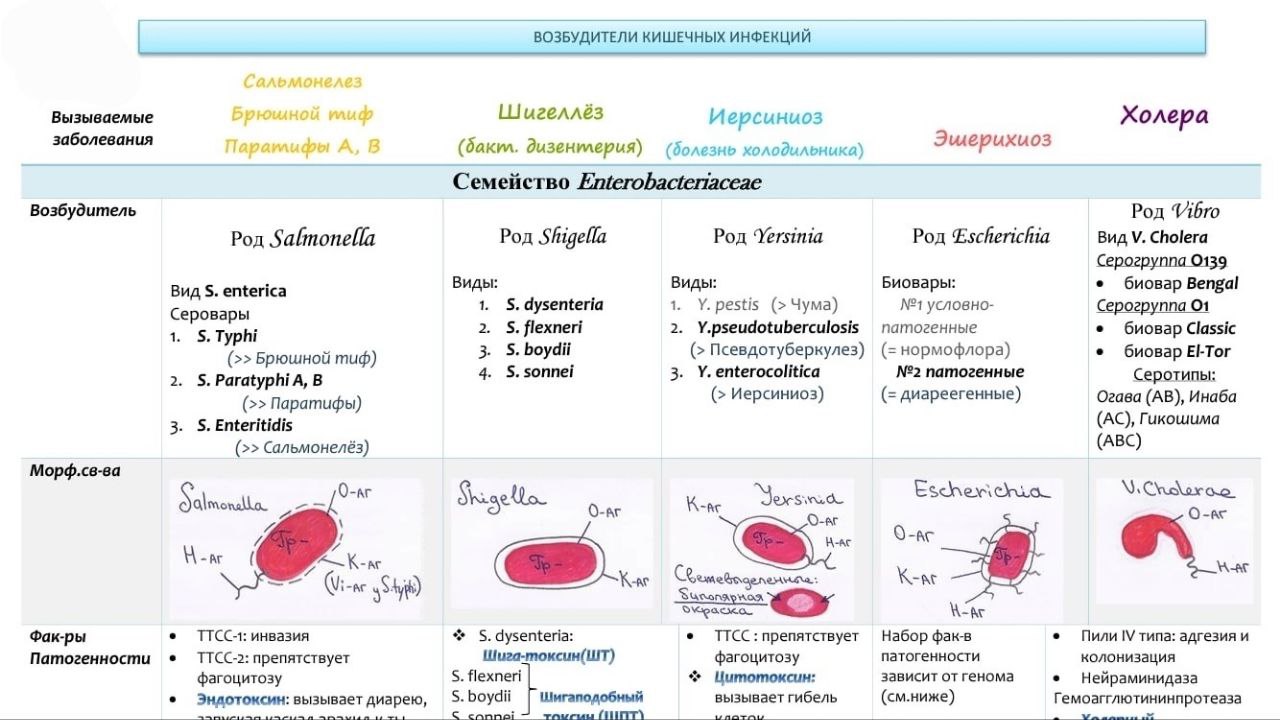 Инфекционные болезни в схемах и таблицах