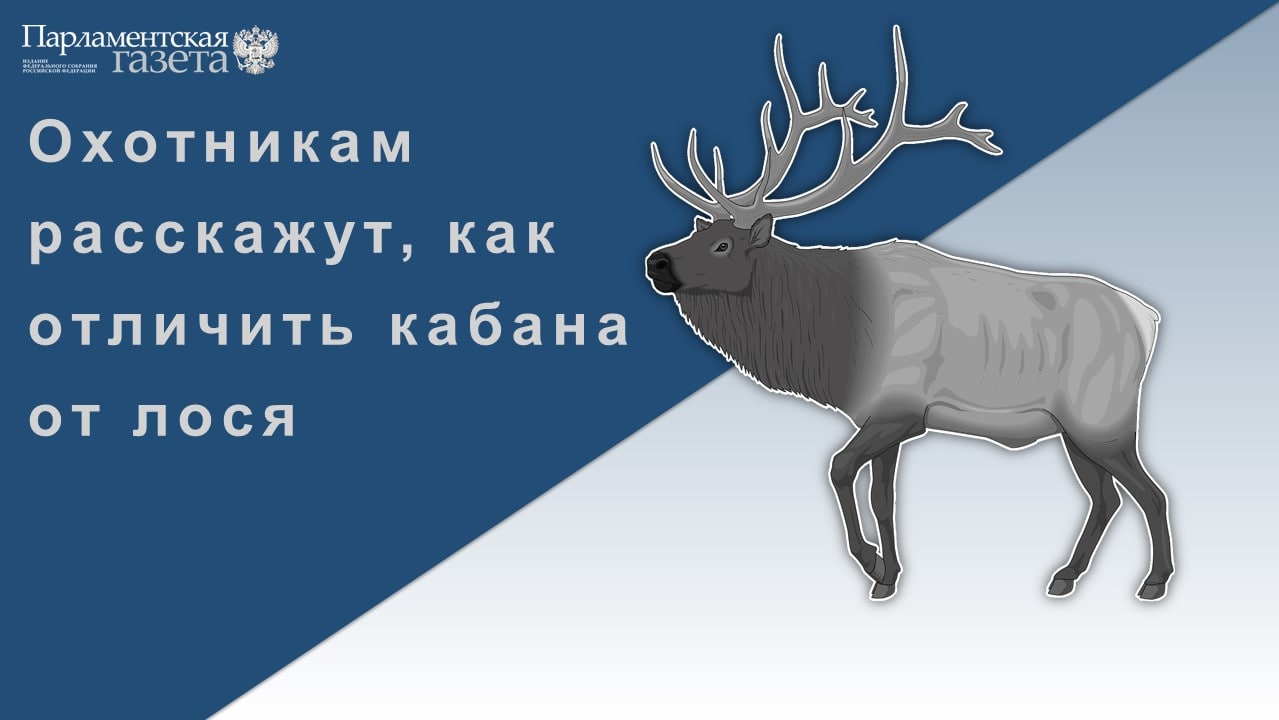 Год лося по славянскому календарю 2024 картинки