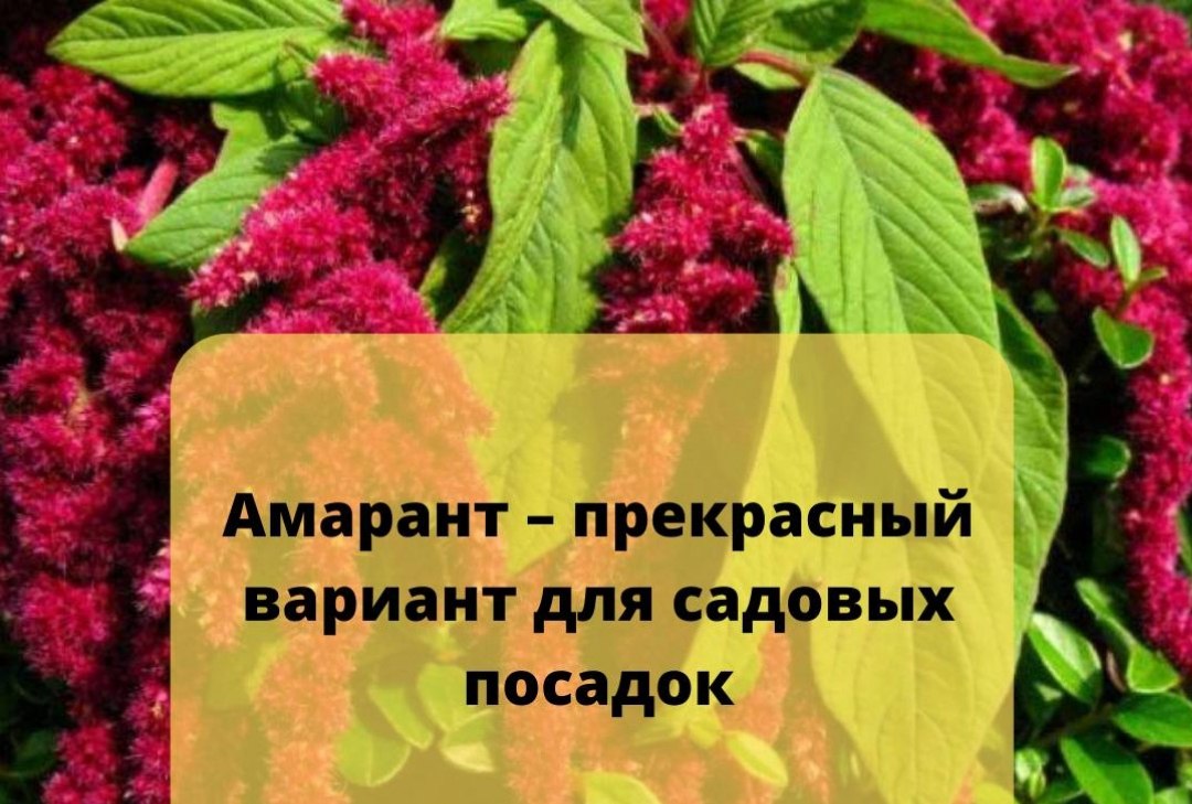 Амарант одинцово