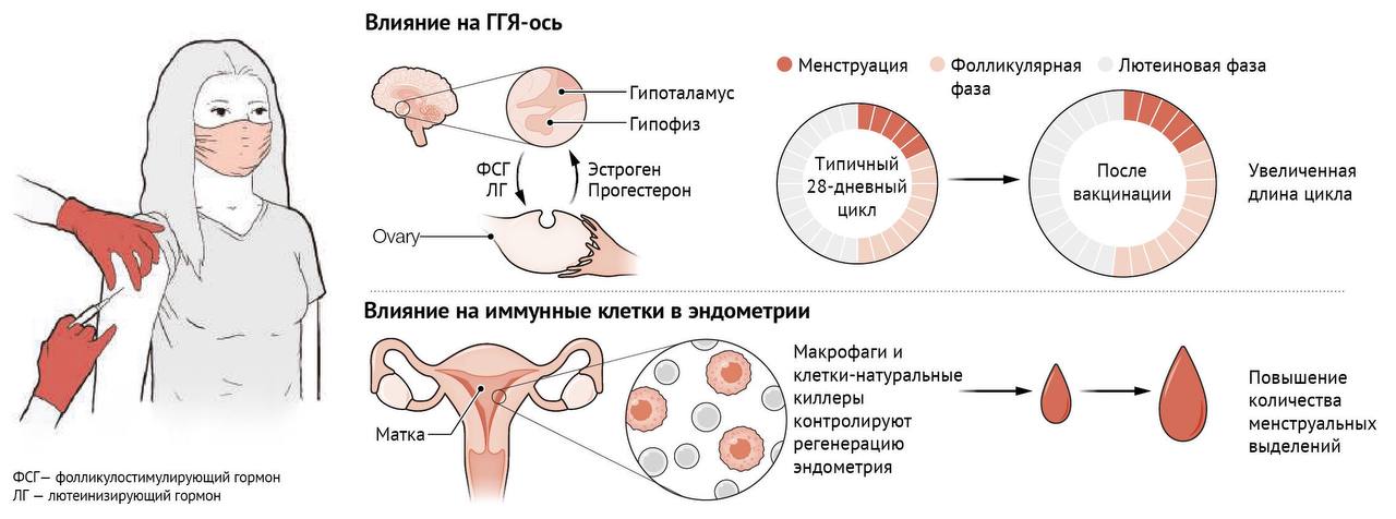 Окно фертильности у женщин симптомы. Гипофиз в менструационного цикла. Менструальный цикл гормоны схема. Кровь в середине менструационного цикла. Боли при месячных.