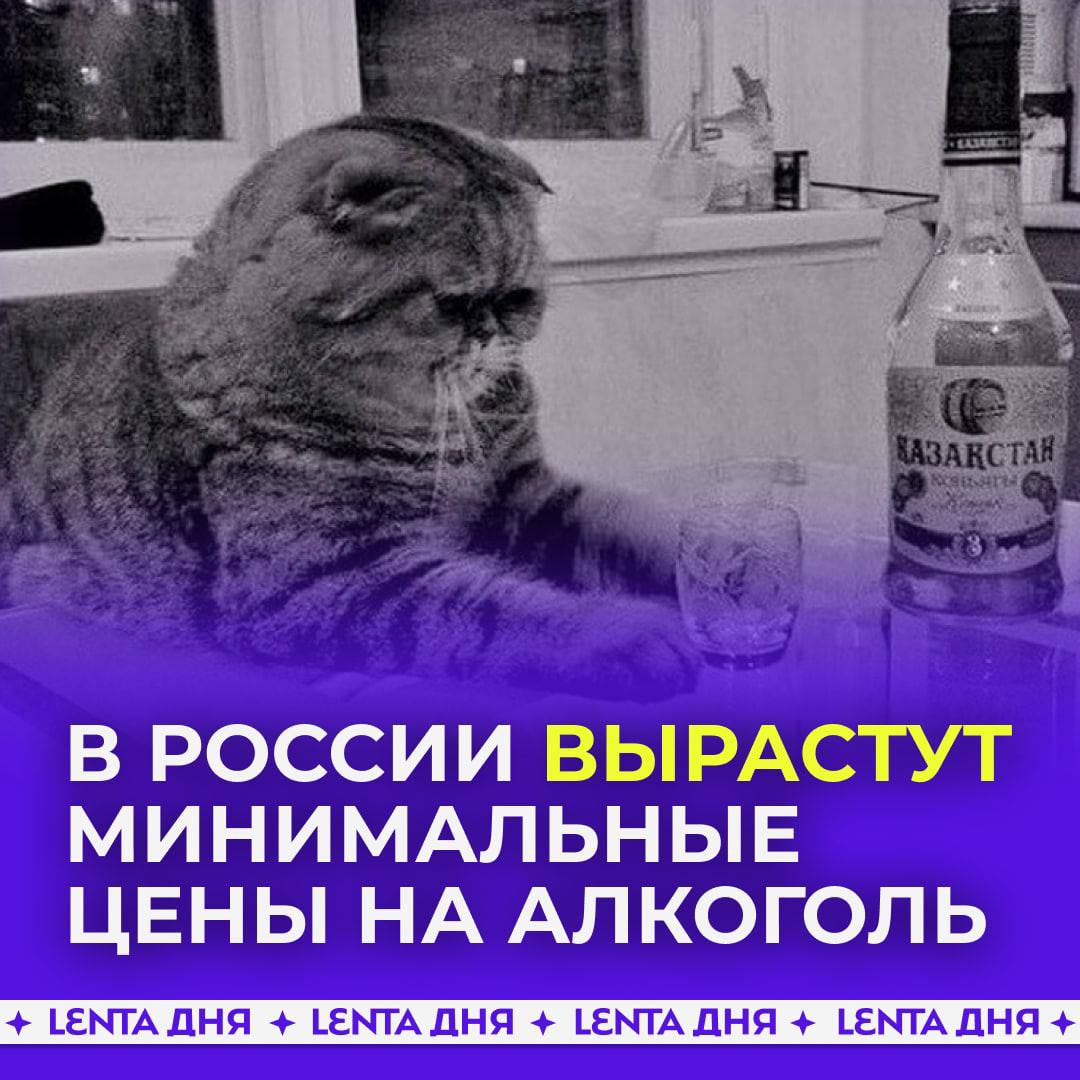 Кот алкоголик горе в семье