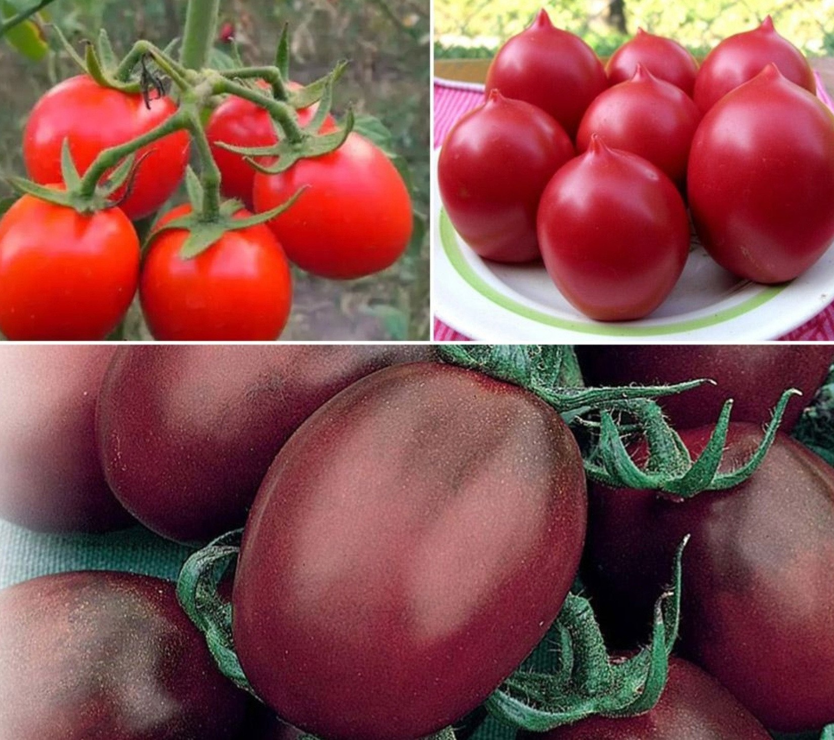 Лучшие томаты для открытого. Томат де Барао красный. Де Барао позднеспелый. Де Барао f 1. Томат де Барао полосатый.