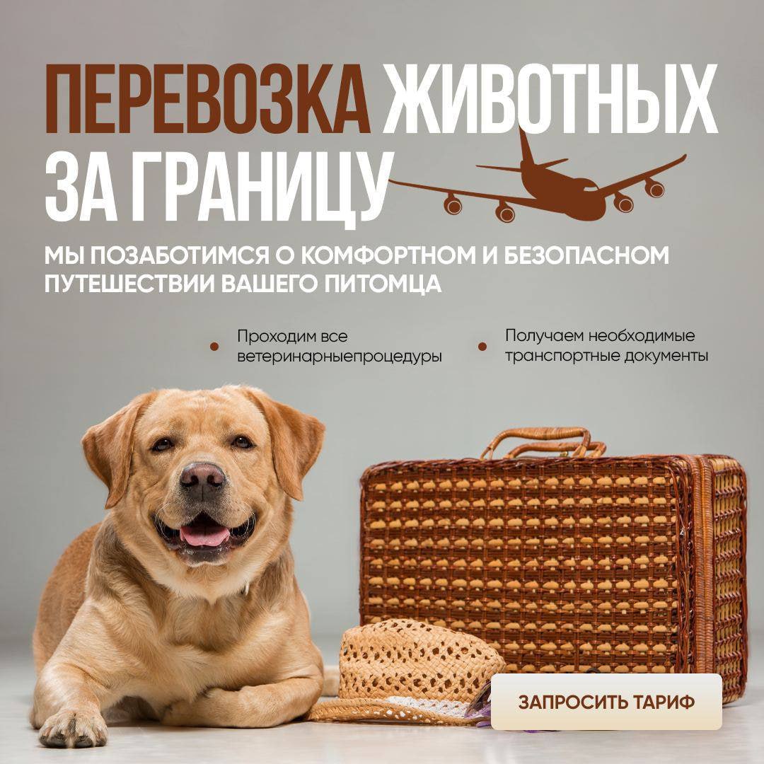 Собакафан саша