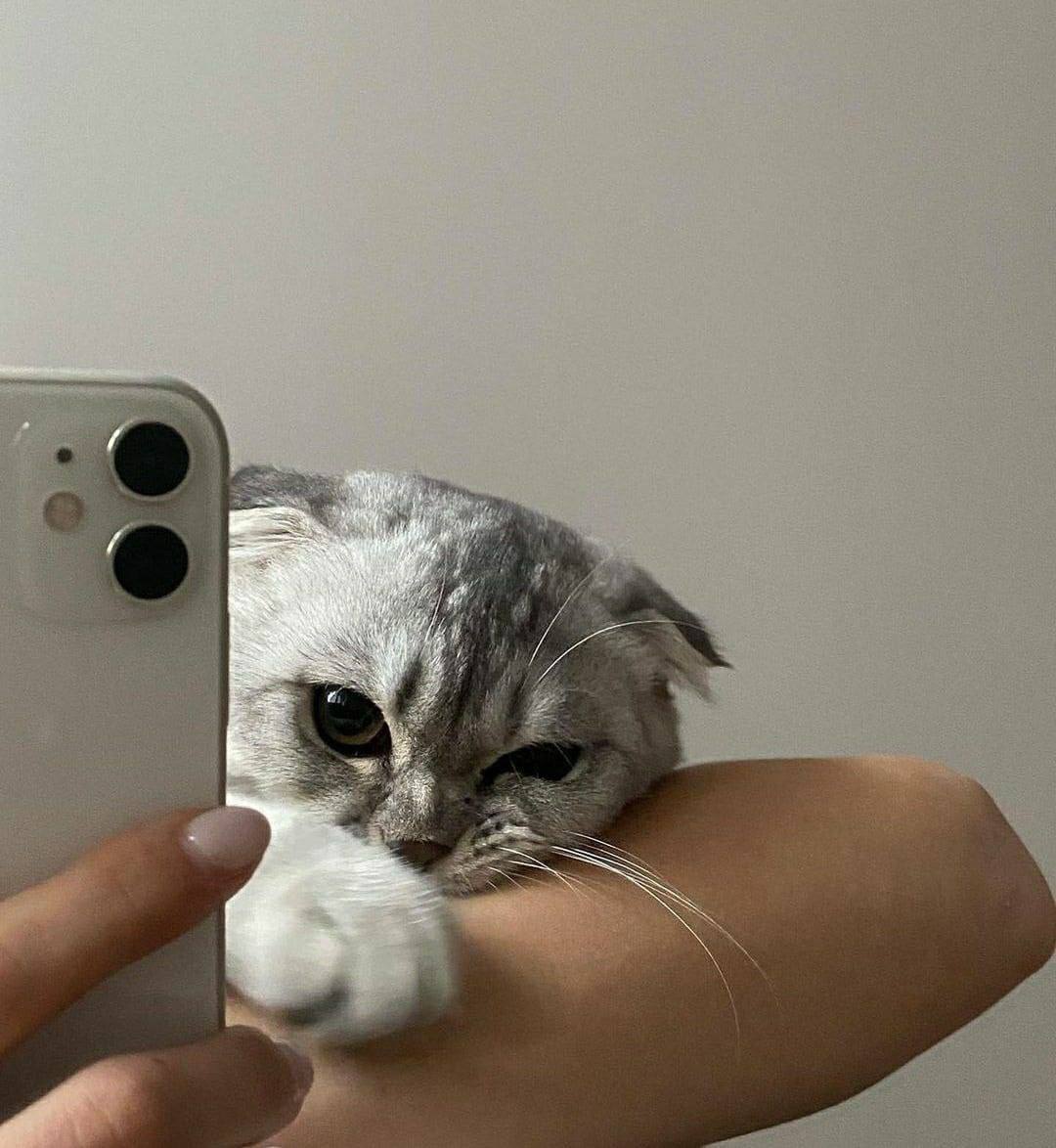 Телефон айфон кот