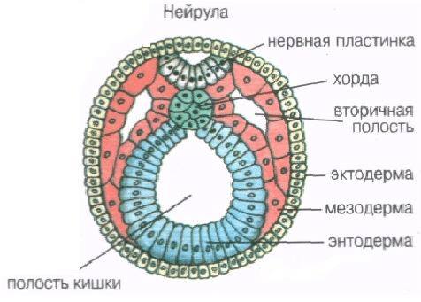 Строение нейрулы рисунок с подписями