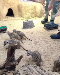 Обед в зоопарке